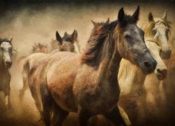 Ах, вы кони вороные - голодные и больные! На 14 конезаводах Украины от истощения умирают лошади