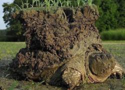 Ученые нашли черепаху, которая держит на себе землю (фото)