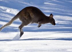 Аномалия в Австралии: кенгуру не любят бегать в жару, но от снегопада скакают до упаду (видео)