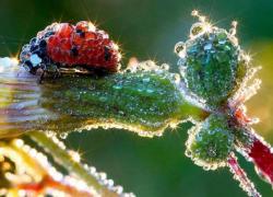 Сказочные узоры природы - 