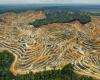 Лес рубят - летят щепки  и  ... президенты. Уничтожение Амазонии - зона преступления