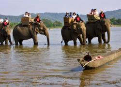 На Шри-Ланке запретили управлять слонами ... в нетрезвом виде. Нарушителям грозит тюрьма
