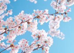 Зацвели сакуры у Верховной Рады - жители Киева рады (фото)