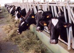 В США решили доить не коров, а дрожжевые грибки