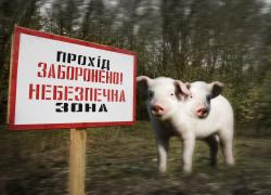 Свиням-мародерам з рф однієї голови було мало, так що вони поїхали з Чорнобильської зони з двома - розслідування