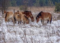 Лошадь Пржевальского жует радиационную траву около ЧАЭС и жива-здорова (фото)