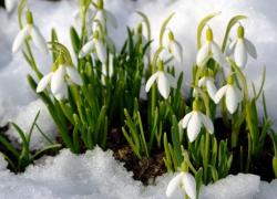 В заповедник «Аскания-Нова» заглянула весна - расцвели подснежники и крокусы
