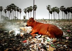 В Индии навсегда запретили пластик! Жить станет легче не только людям, а и коровам