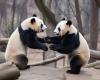 Все відносно, але відносини між пандами краще, ніж бандами - натяк на дружбу Китаю і США